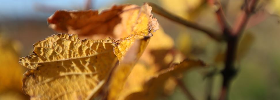 Sustainability Consulting